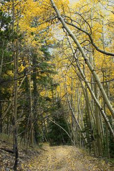 ATV path through golden autumn aspen trees in the mountains