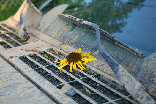 Mud covered popular four-wheel-drive vehicle with a wild sunflower (Helianthus anuus) stuck in its top grill