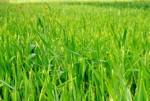 Green wheat field at spring under the sun