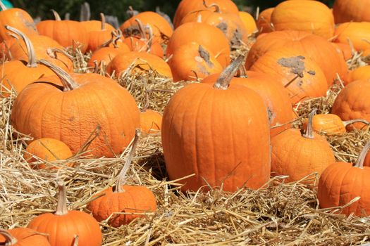 Pumpkins (Cucurbita moschata) picked and set in straw to cure prior to being placed in winter storage.