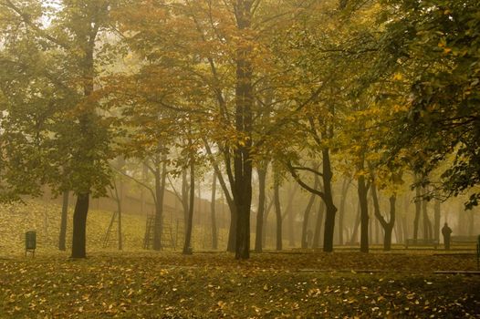 Fog in a park