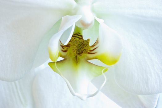 White flower of Phalaenopsis or Moth Orchid - horizontal