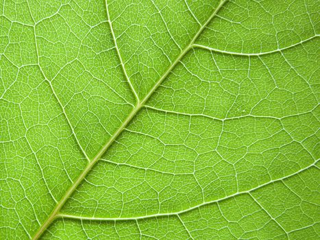 Green leaf background