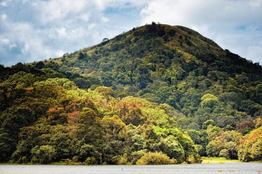 High hill covered with thick of green trees