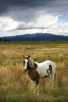 Paint horse (Equus caballus) standing in field as storm clouds move in over the mountains