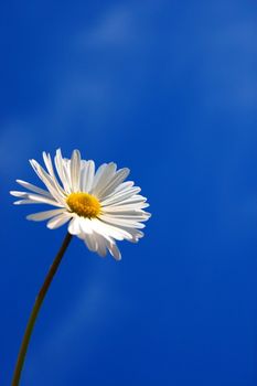 happy daisy flower under blue spring sky