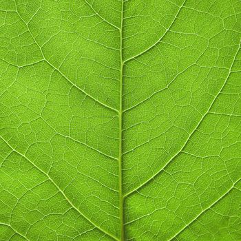 Green leaf background