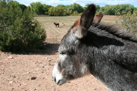 Donkeys (Equus asinus) are still used as pack animals throughout the American Southwest