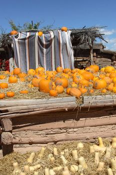 Pumpkins and Butternut Squash (Cucurbita moshata) drying and curing prior to storage on a 400 year old ranch in New Mexico