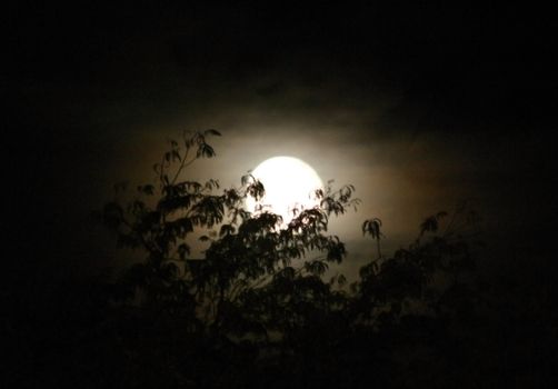 Full moon rising over trees