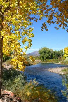 Golden autumn leaves of the cottonwood (Populus fremontii) frame the Arkansas River on a crisp September day in southern Colorado.