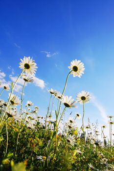 flower in summer under blue sky with copyspace