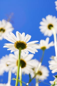 daisy flower in summer with blue sky