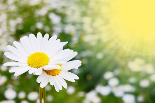 daisy flowers on a sunny summer field