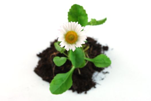 Plant and soil isolated on a white background.