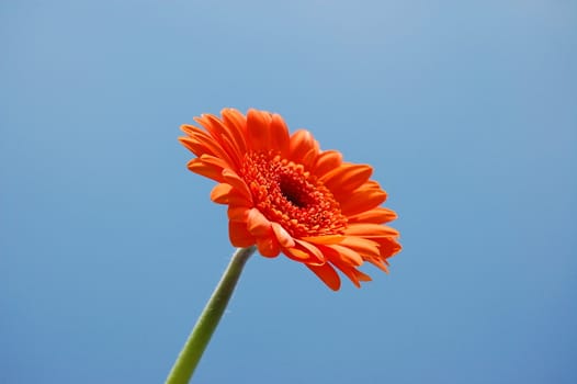 gerbera daisy from below under blue sky in summer