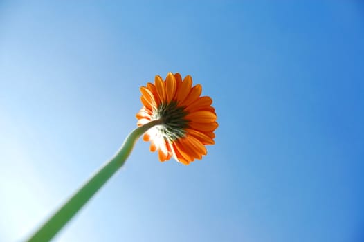 gerbera daisy from below under blue sky in summer
