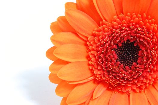 gerbera daisy flower isolated on white background