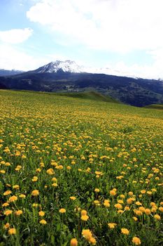 Field plenty of yellow dandelions in front of mountains covered with snow