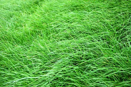green grass texture on a meadow or grassland