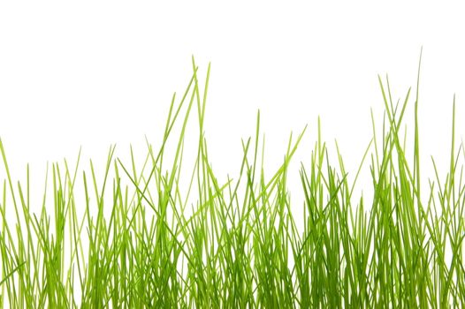 green summer grass isolated on white background