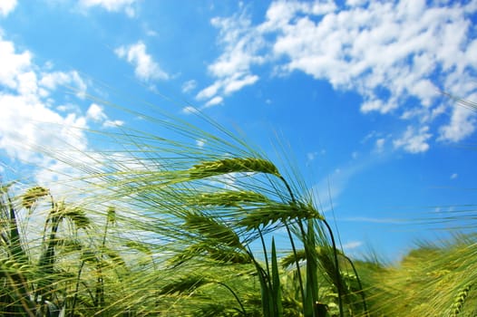 green wheat grain under blue sky on a farm