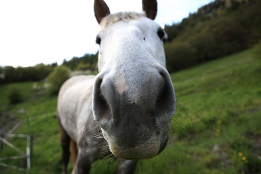 Wide angle shot of a horse holding his mouth straight to you