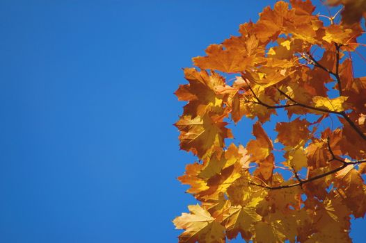 golden fall leave of a tree in a forrest on blue sky