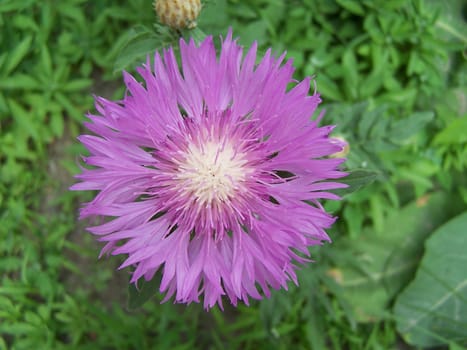 Close up of the big cornflower blossom