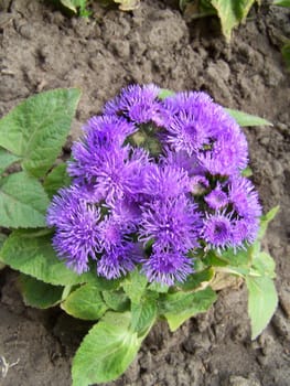 Close up of the ageratum blue flower.