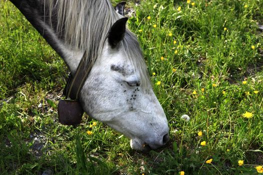 Portrait of a horse with bell eating grass