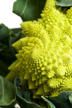 single romanesco vegetable isolated on white