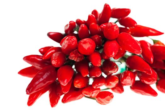 bunch of red chilis isolated on white background