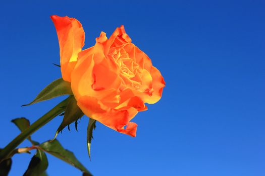 Close view of a beautiful orange rose on a blue background