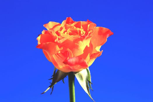 Close view of a beautiful orange rose on a blue background