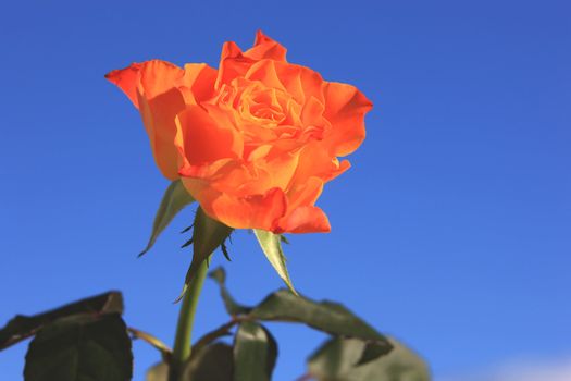 Close view of a beautiful orange rose on a blue background