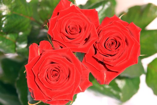 Close view of three beautiful red roses