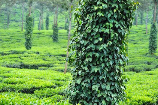 Growing peppers among the tea trees in India