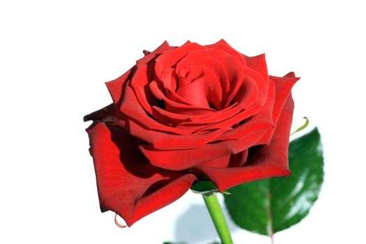 Close view of a beautiful red rose on a white background