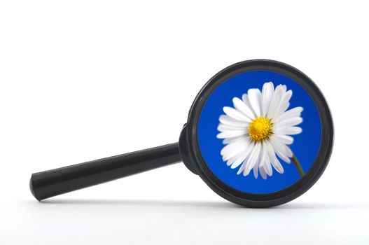 finde a flower or nature with a magnifying glass