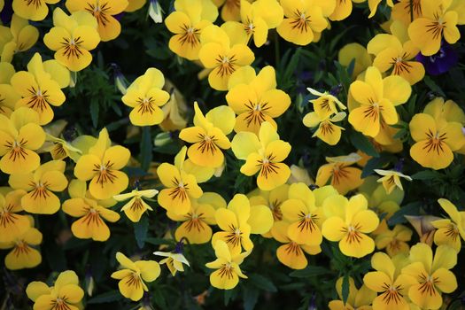 Close view from a group of yellow viola flowers