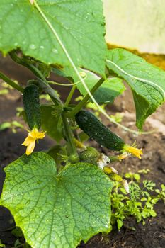 Vegetables, Fresh Cucumber on Branch