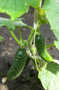 Green Cucumber on the vine