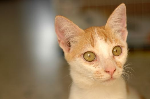 Portrait of a cute small little kitten