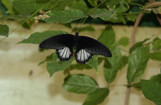 A beautiful black and white butterfly rests and feeds on a flower