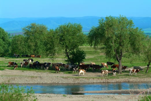 Herd of cows hot day about the river