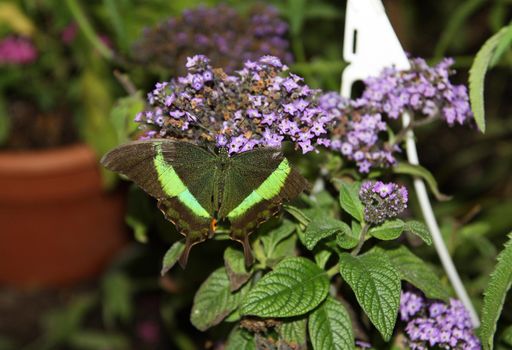 A beautiful green butterfly rests and feeds on a flower.