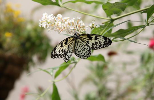 A beautiful white butterfly rests and feeds on a flower.