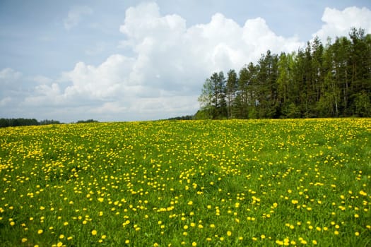 Dandelion field near  forest