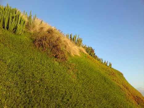 A hill with cacti growing on it. 